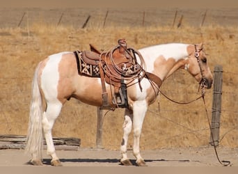 American Paint Horse, Castrone, 8 Anni, 152 cm, Palomino