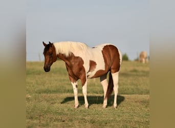 American Paint Horse, Castrone, 8 Anni, 152 cm, Pezzato