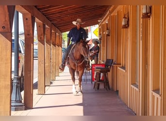 American Paint Horse, Castrone, 8 Anni, 152 cm, Sauro scuro