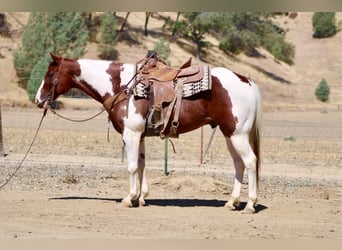 American Paint Horse, Castrone, 8 Anni, 152 cm, Tobiano-tutti i colori