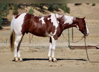 American Paint Horse, Castrone, 8 Anni, 152 cm, Tobiano-tutti i colori