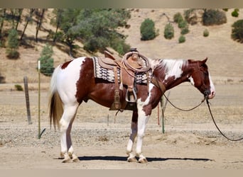 American Paint Horse, Castrone, 8 Anni, 152 cm, Tobiano-tutti i colori