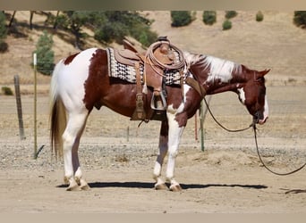 American Paint Horse, Castrone, 8 Anni, 152 cm, Tobiano-tutti i colori