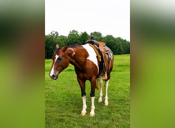 American Paint Horse, Castrone, 8 Anni, 152 cm, Tobiano-tutti i colori