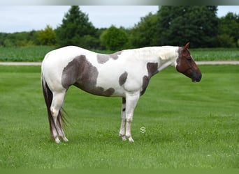 American Paint Horse, Castrone, 8 Anni, 155 cm, Baio roano