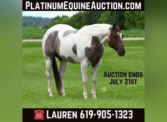 American Paint Horse, Castrone, 8 Anni, 155 cm, Baio roano