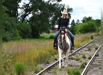 American Paint Horse, Castrone, 8 Anni, 155 cm, Baio roano