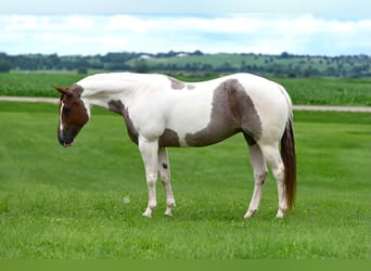 American Paint Horse, Castrone, 8 Anni, 155 cm, Baio roano