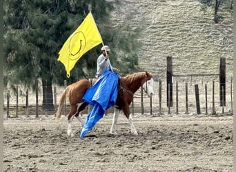 American Paint Horse, Castrone, 8 Anni, 155 cm, Overo-tutti i colori