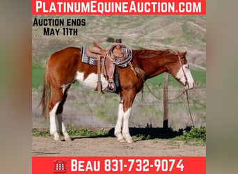 American Paint Horse, Castrone, 8 Anni, 155 cm, Overo-tutti i colori