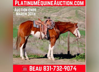 American Paint Horse, Castrone, 8 Anni, 155 cm, Overo-tutti i colori