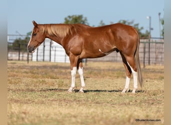 American Paint Horse, Castrone, 8 Anni, 155 cm, Sauro scuro