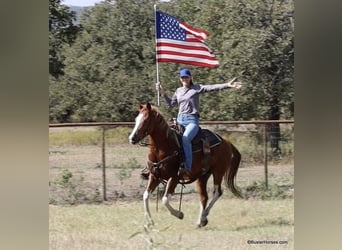 American Paint Horse, Castrone, 8 Anni, 155 cm, Sauro scuro