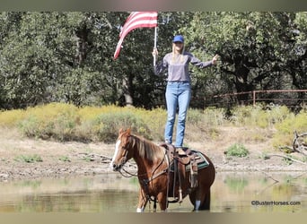 American Paint Horse, Castrone, 8 Anni, 155 cm, Sauro scuro