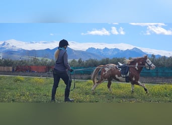 American Paint Horse, Castrone, 8 Anni, 160 cm, Pezzato