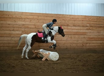 American Paint Horse, Castrone, 8 Anni, 160 cm, Pezzato