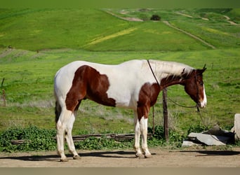 American Paint Horse, Castrone, 8 Anni, 163 cm, Tobiano-tutti i colori