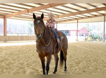 American Paint Horse, Castrone, 8 Anni, 170 cm, Baio ciliegia