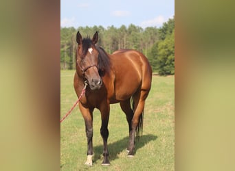 American Paint Horse, Castrone, 8 Anni, 170 cm, Baio ciliegia