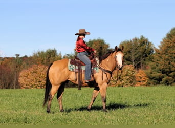 American Paint Horse, Castrone, 8 Anni, Pelle di daino
