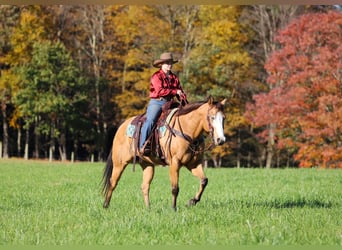 American Paint Horse, Castrone, 8 Anni, Pelle di daino