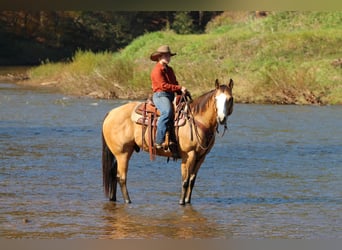 American Paint Horse, Castrone, 8 Anni, Pelle di daino