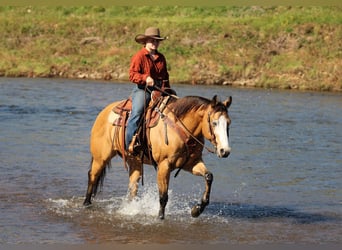 American Paint Horse, Castrone, 8 Anni, Pelle di daino