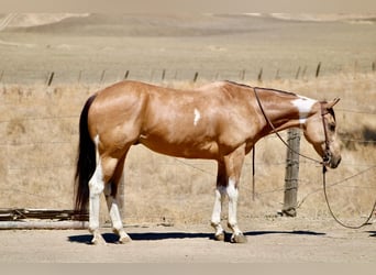 American Paint Horse, Castrone, 8 Anni, Tobiano-tutti i colori