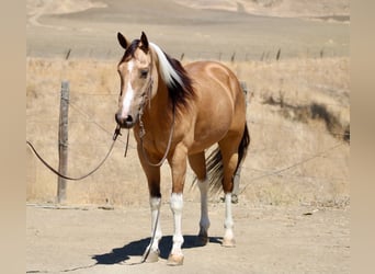 American Paint Horse, Castrone, 8 Anni, Tobiano-tutti i colori