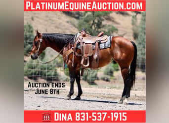 American Paint Horse, Castrone, 9 Anni, 150 cm, Baio ciliegia