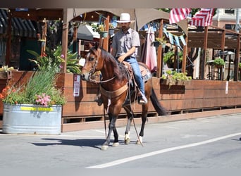 American Paint Horse, Castrone, 9 Anni, 150 cm, Baio ciliegia