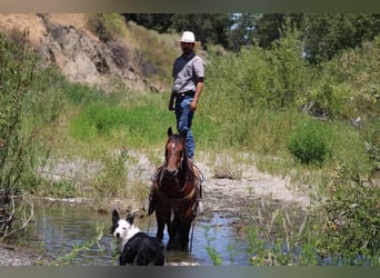 American Paint Horse, Castrone, 9 Anni, 150 cm, Baio ciliegia