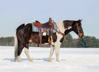 American Paint Horse, Castrone, 9 Anni, 150 cm, Pezzato