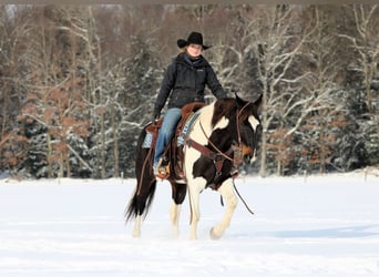 American Paint Horse, Castrone, 9 Anni, 150 cm, Pezzato