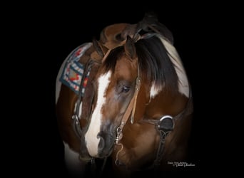 American Paint Horse, Castrone, 9 Anni, 152 cm, Pezzato