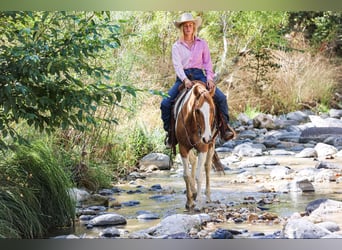 American Paint Horse, Castrone, 9 Anni, 152 cm, Sauro scuro