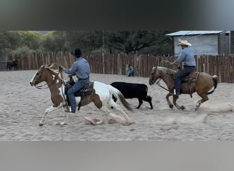 American Paint Horse, Castrone, 9 Anni, 152 cm, Sauro scuro
