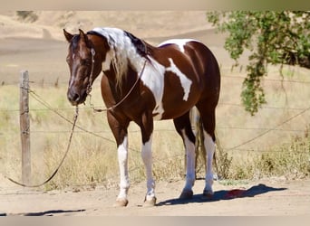 American Paint Horse, Castrone, 9 Anni, 152 cm, Tobiano-tutti i colori