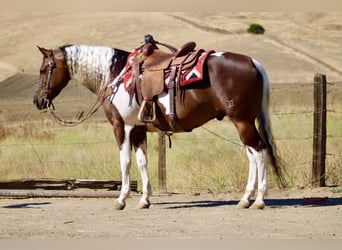 American Paint Horse, Castrone, 9 Anni, 152 cm, Tobiano-tutti i colori