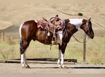American Paint Horse, Castrone, 9 Anni, 152 cm, Tobiano-tutti i colori