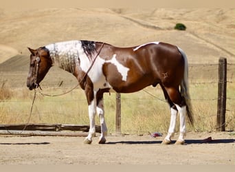American Paint Horse, Castrone, 9 Anni, 152 cm, Tobiano-tutti i colori