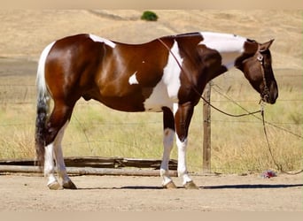 American Paint Horse, Castrone, 9 Anni, 152 cm, Tobiano-tutti i colori