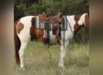 American Paint Horse, Castrone, 9 Anni, 155 cm, Tobiano-tutti i colori