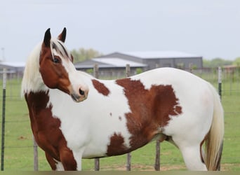 American Paint Horse, Castrone, 9 Anni, 155 cm, Tobiano-tutti i colori