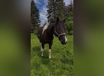 American Paint Horse, Castrone, 9 Anni, 156 cm, Tobiano-tutti i colori