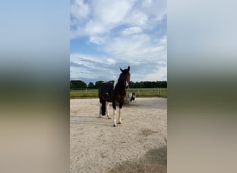 American Paint Horse, Castrone, 9 Anni, 156 cm, Tobiano-tutti i colori