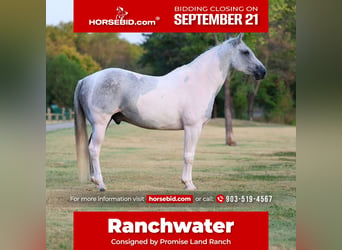 American Paint Horse, Castrone, 9 Anni, Pezzato