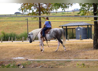 American Paint Horse, Castrone, 9 Anni, Pezzato