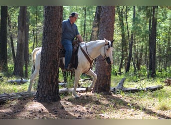 American Paint Horse, Castrone, 9 Anni, Tovero-tutti i colori