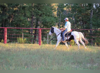 American Paint Horse, Castrone, 9 Anni, Tovero-tutti i colori